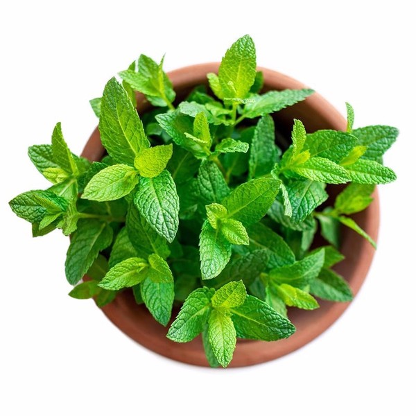 পুদিনা পাতা-(Mint/Pudina),আনুমানিক ১০০০ বীজ - Image 4