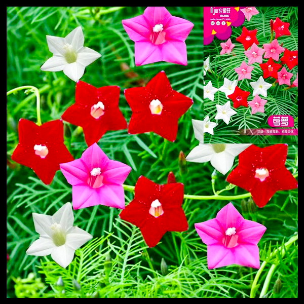 কুঞ্জলতা-(Marigold),আনুমানিক ১০০ বীজ