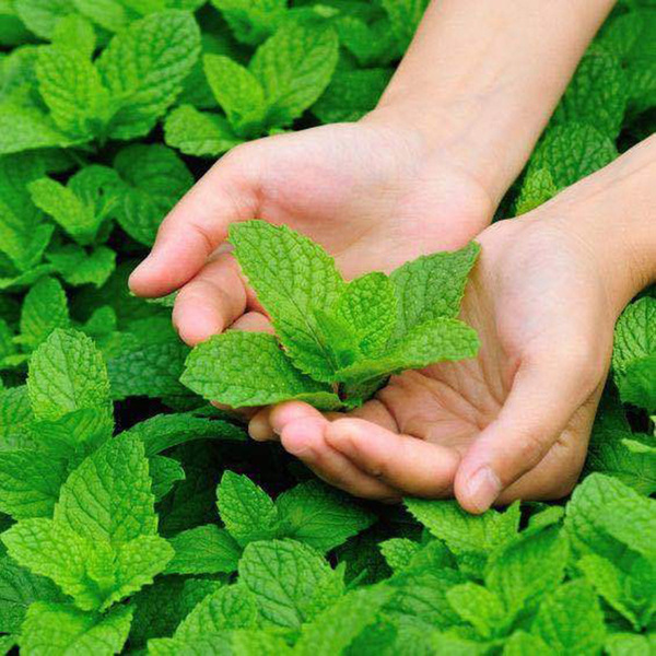 পুদিনা পাতা-(Mint/Pudina),আনুমানিক ১০০০ বীজ - Image 2