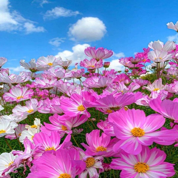 কসমস-(Cosmos),আনুমানিক ২০০ বীজ - Image 4