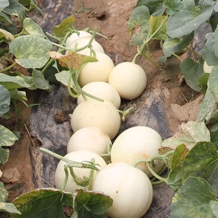 সাদা বাঙ্গি-(White Melon / White Bangi),আনুমানিক ১০০ বীজ - Image 5