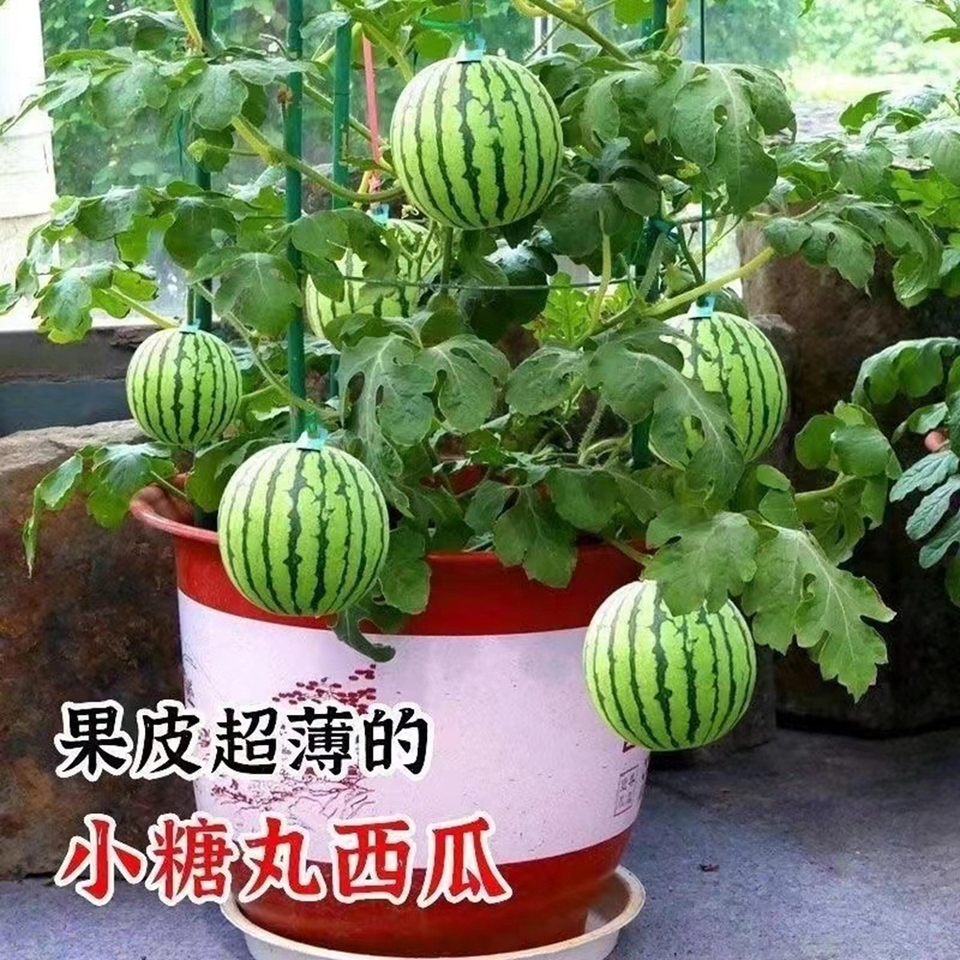বীজবিহীন তরমুজ-(Seedless Watermelon),আনুমানিক ৫০ বীজ - Image 3