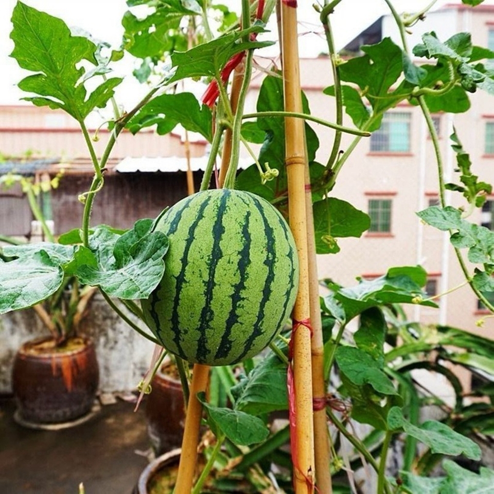 বীজবিহীন তরমুজ-(Seedless Watermelon),আনুমানিক ৫০ বীজ - Image 2