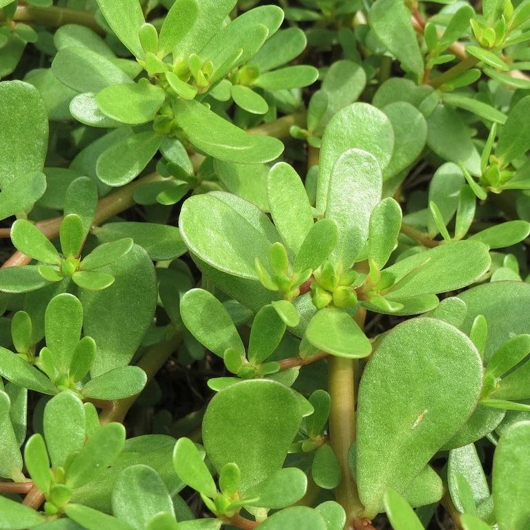 চায়না পার্সলেন-(Purslane), আনুমানিক ১০০০ বীজ - Image 3