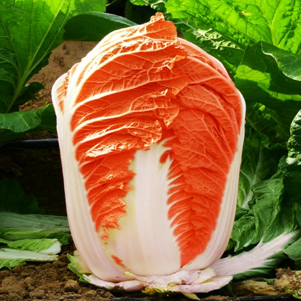 চাইনিজ বাঁধাকপি-(Chinese Cabbage),আনুমানিক ৩g/৭০০ বীজ - Image 3