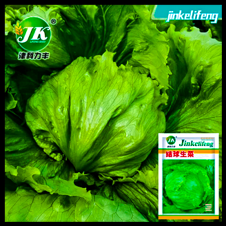 আইসবার্গ লেটুস-(Iceberg Lettuce), আনুমানিক ২g/২০০০ বীজ