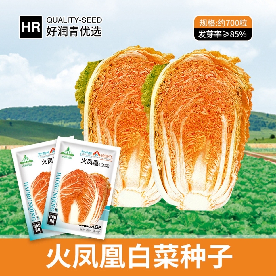 চাইনিজ বাঁধাকপি-(Chinese Cabbage),আনুমানিক ৩g/৭০০ বীজ - Image 4