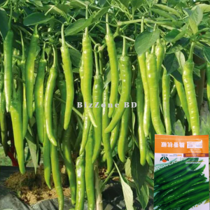 সবুজ লম্বা মরিচ (Long Green Chili / Sobuj Lomba Morich)