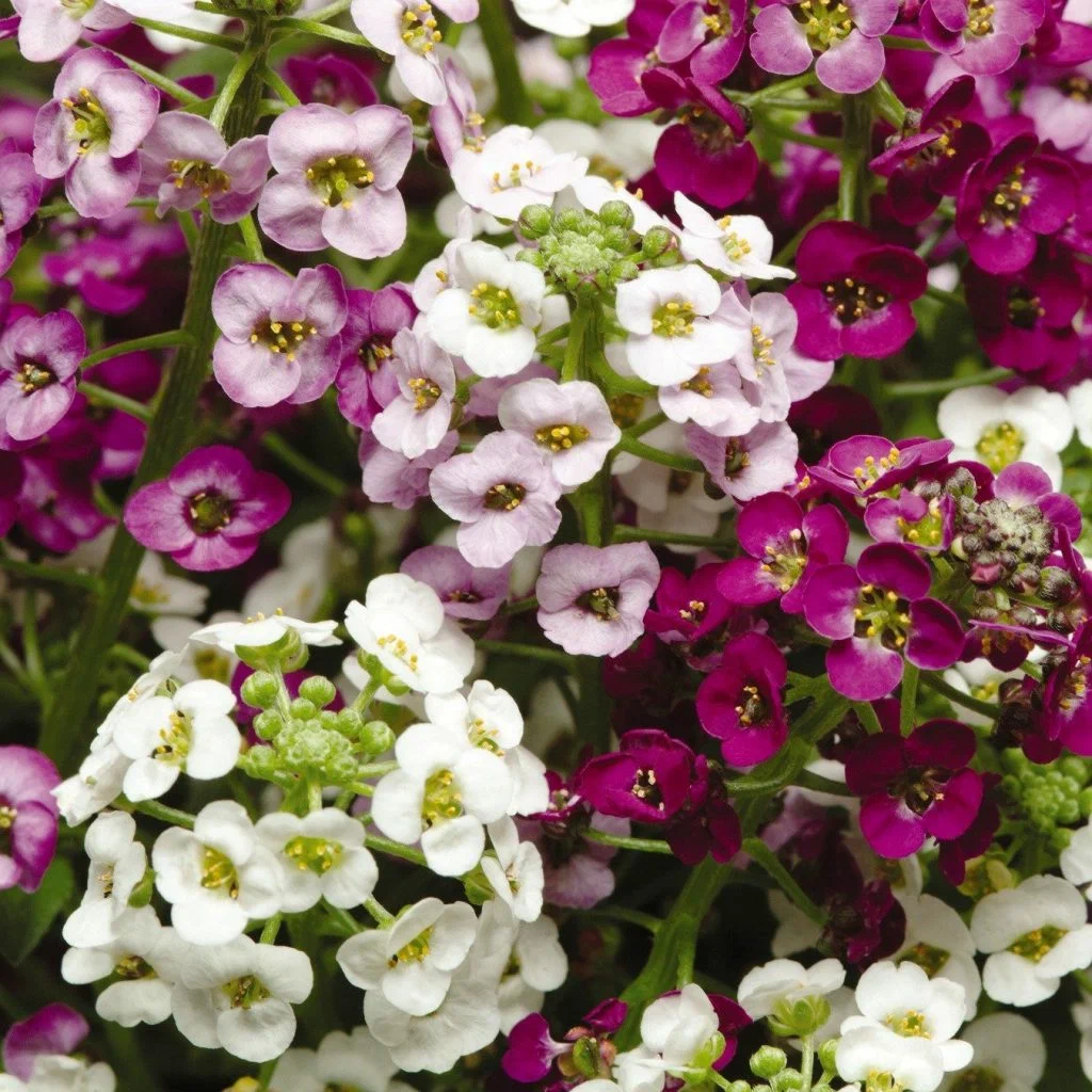 সুইট অ্যালিসাম-(Sweet Alyssum),আনুমানিক ২০০০+ বীজ - Image 8