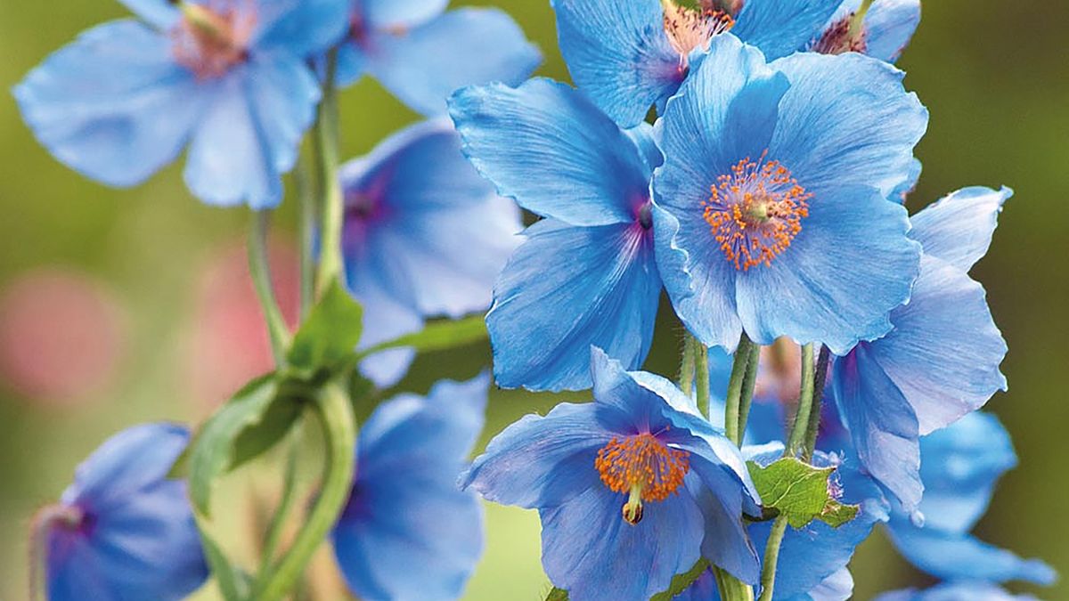 নাইজেলা স্টেভিয়া-(Nigella sativa), আনুমানিক ৫০০ বীজ - Image 4