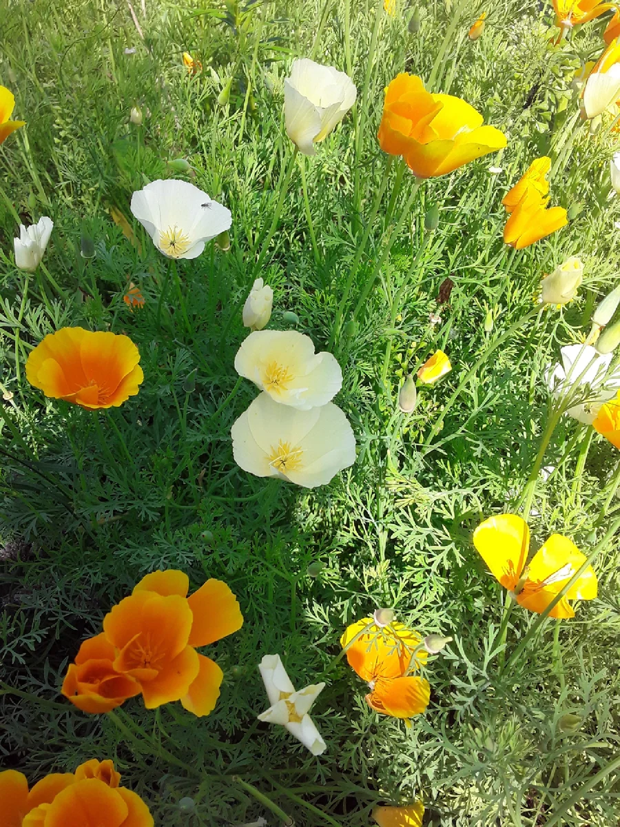 ক্যালিফোর্নিয়া পপি-(California Poppy),আনুমানিক ৫০০ বীজ - Image 2