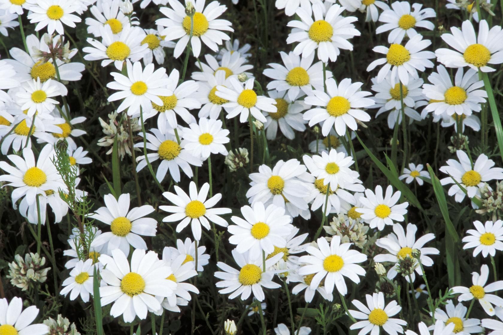 ক্রিস্টাল ডেইজি-(Crystal Daisy),আনুমানিক ৫০০ বীজ - Image 4