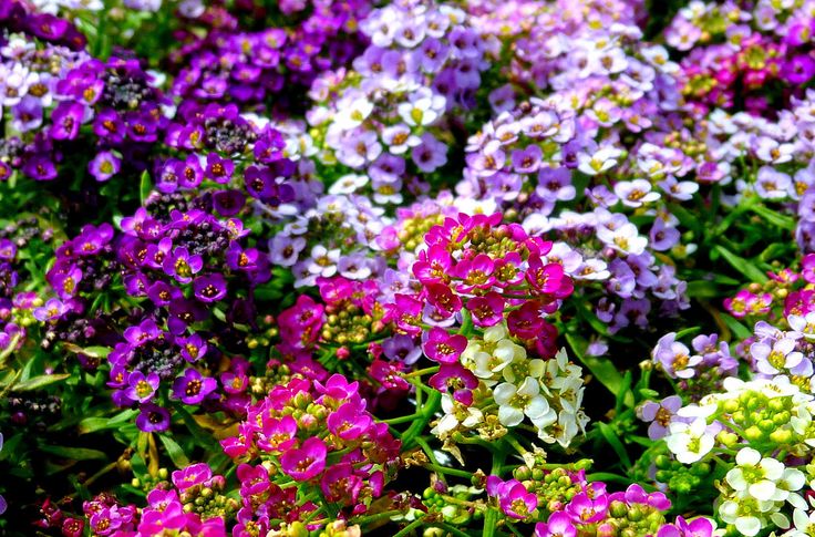 সুইট অ্যালিসাম-(Sweet Alyssum),আনুমানিক ২০০০+ বীজ - Image 2