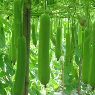চায়না লম্বা লাউ-(Chinese Long Bottle Gourd / Lau) - Image 6
