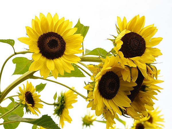 মাল্টি–হেড সূর্যমুখী-(Multi-Head Sunflower),আনুমানিক ৫০ বীজ - Image 4