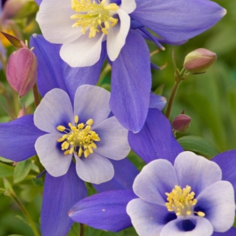 কলম্বাইন-(Columbine), আনুমানিক ৫০০ বীজ - Image 3
