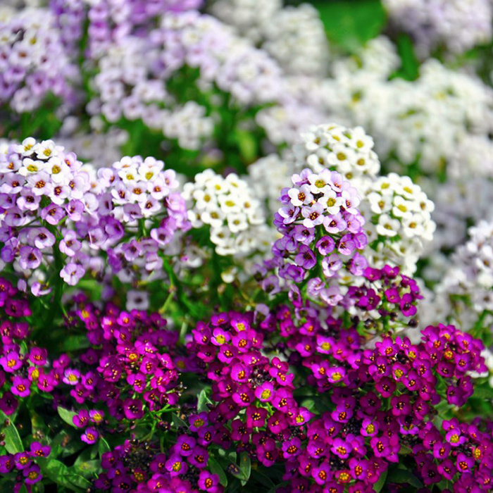 সুইট অ্যালিসাম-(Sweet Alyssum),আনুমানিক ২০০০+ বীজ - Image 9