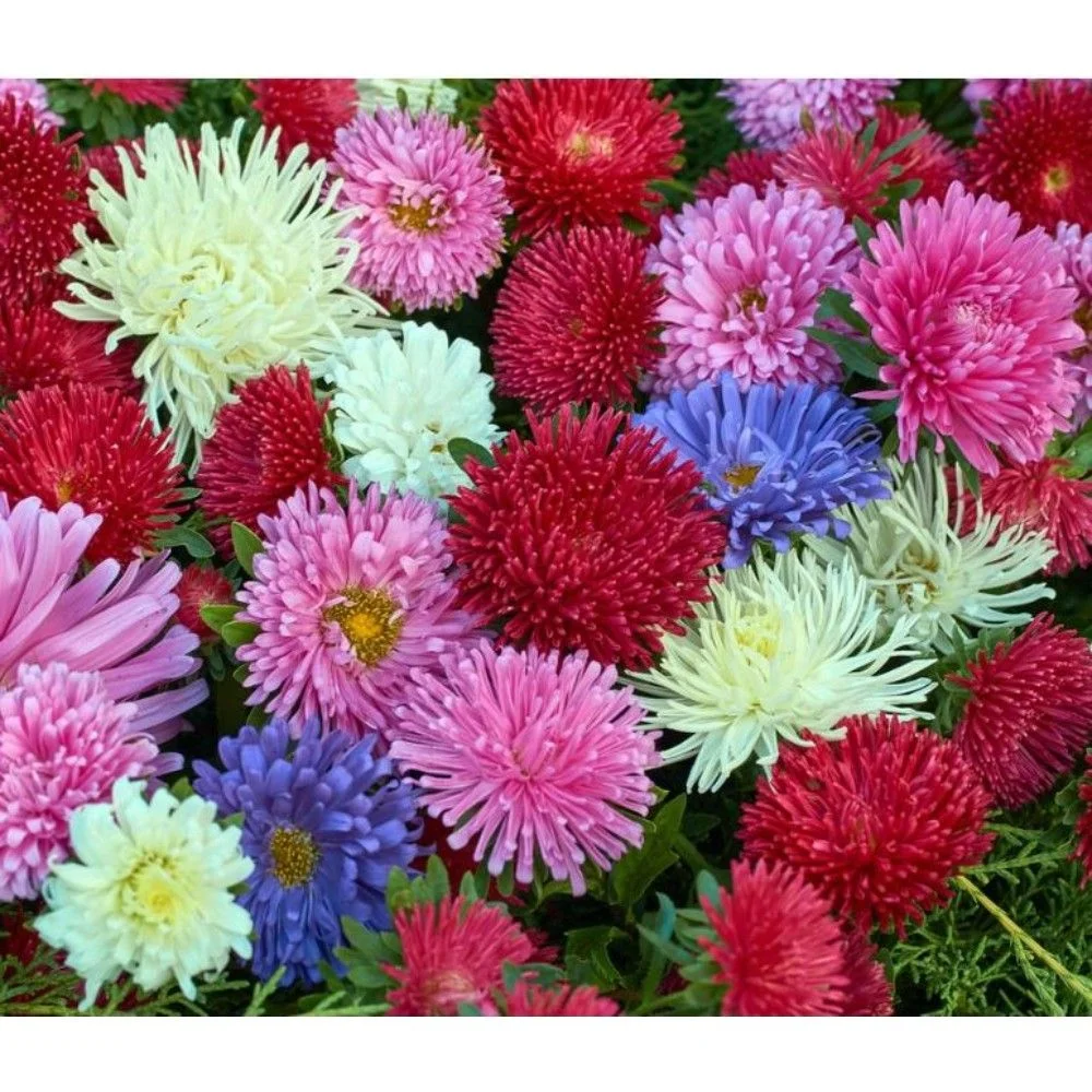 অ্যাস্টার-(Aster),আনুমানিক ১g/৬০০ বীজ - Image 4