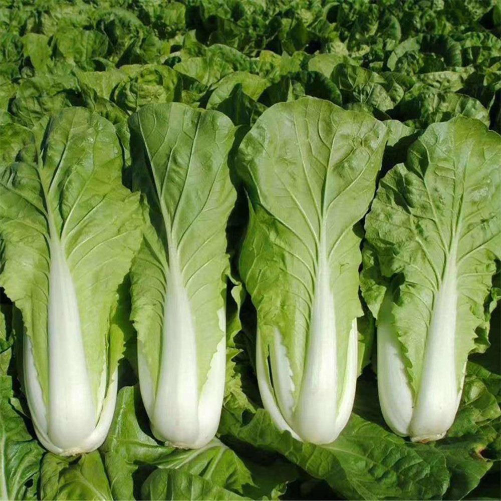 চীনা বাঁধাকপি-(Chinese Cabbage/Napa Cabbage),আনুমানিক ৫g/১২০০ বীজ - Image 6
