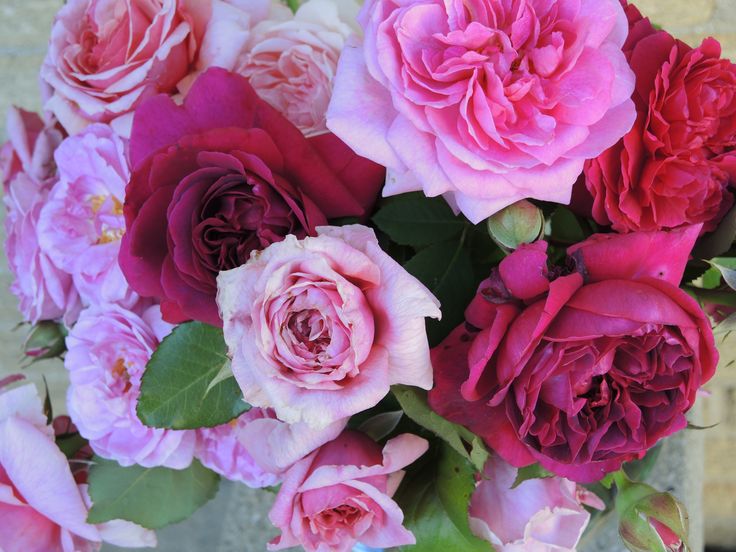 ফিনেস গোলাপ-(Finesse Rose),আনুমানিক ১০০ বীজ - Image 4