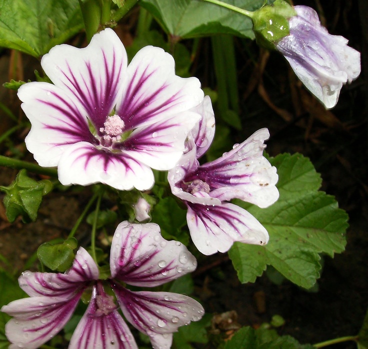 পার্পল ম্যালো-(Purple Mallow),আনুমানিক ২০০ বীজ - Image 4