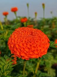 কমলা গাঁদা-(Orange Marigold),আনুমানিক ১৩০ বীজ - Image 4