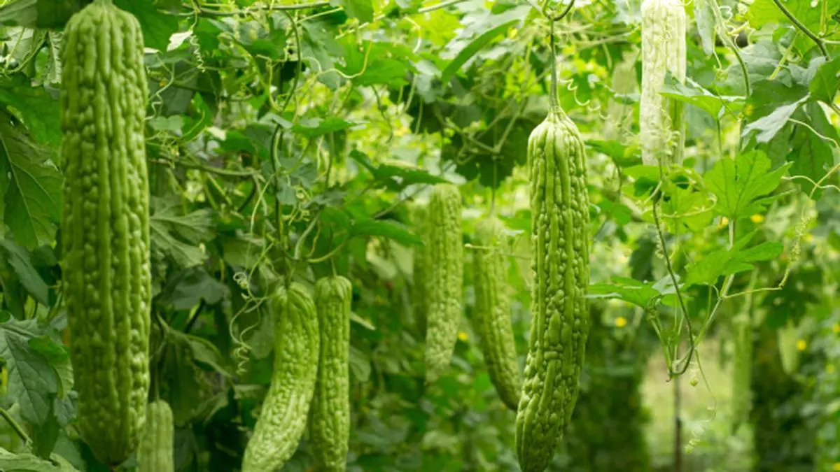 সবুজ করোলা-(Green Bitter Gourd),আনুমানিক ১০ বীজ - Image 3