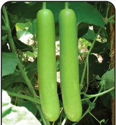 চায়না লম্বা লাউ-(Chinese Long Bottle Gourd / Lau) - Image 5