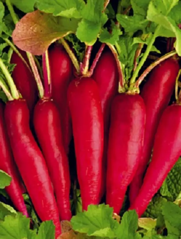 লাল মূলা (Red Radish/Lal Mula),আনুমানিক ৫g/৫০০ বীজ - Image 2