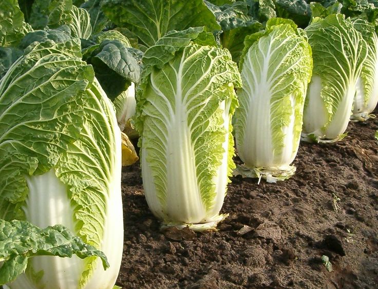 চাইনিজ বাঁধাকপি-(Hotpot Chinese Cabbage),আনুমানিক ১০০০ বীজ - Image 5