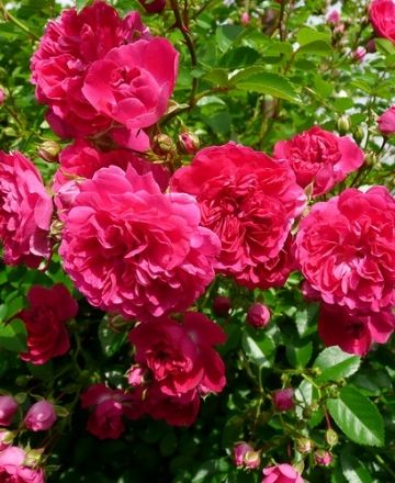 ক্লাইম্বিং রোজ-(Climbing Rose),আনুমানিক ১০০ বীজ - Image 4
