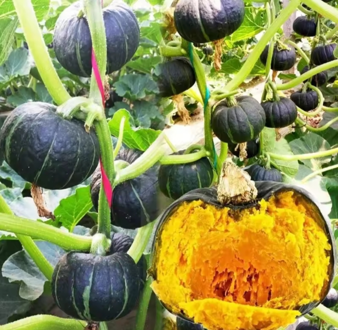 জাপানি বেবি মিষ্টি কুমড়া-(Japanese Baby Sweet Pumpkin)- আনুমানিক ১০ বীজ - Image 5