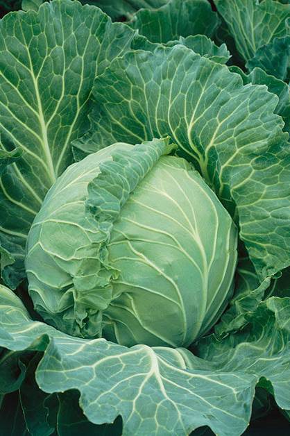 পাতাকপি-(Pata Copi/Cabbage),আনুমানিক ২০০ বীজ - Image 6