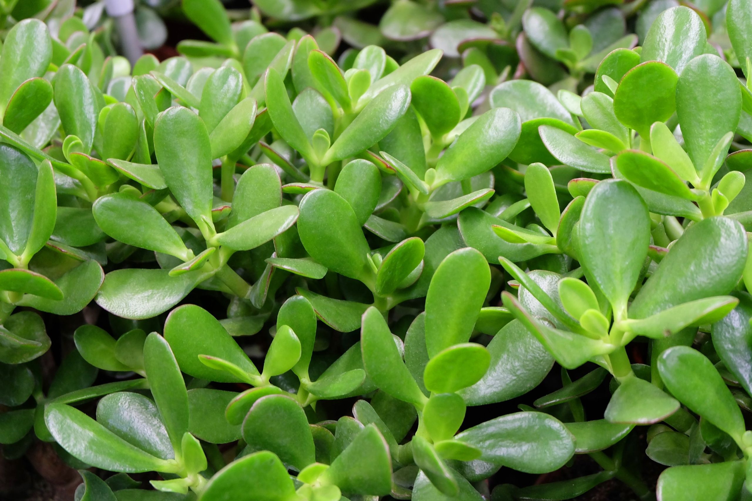 চায়না পার্সলেন-(Purslane), আনুমানিক ১০০০ বীজ - Image 4