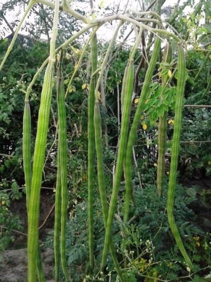 সজিনা-(Moringa),আনুমানিক ২০-২৫ বীজ - Image 3