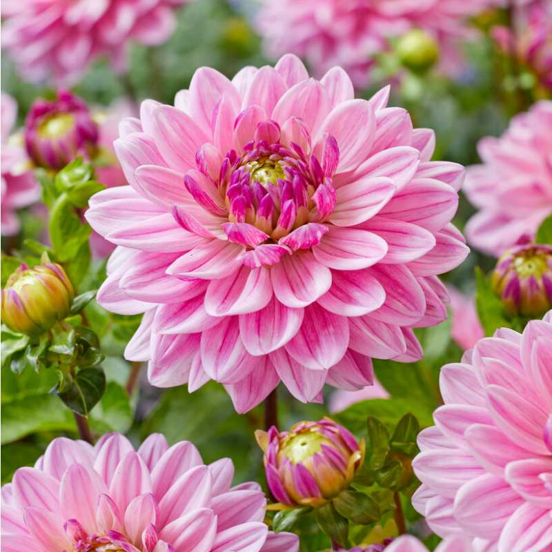 ডালিয়া-(Dahlia),আনুমানিক ১০০ বীজ - Image 5