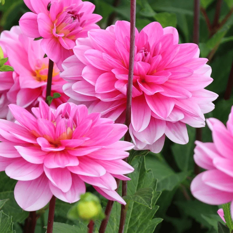 ডালিয়া-(Dahlia),আনুমানিক ১০০ বীজ - Image 2