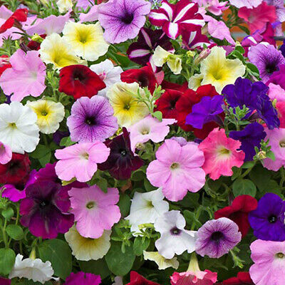 মর্নিং গ্লোরি-(Morning Glory),আনুমানিক ৫০ বীজ - Image 2