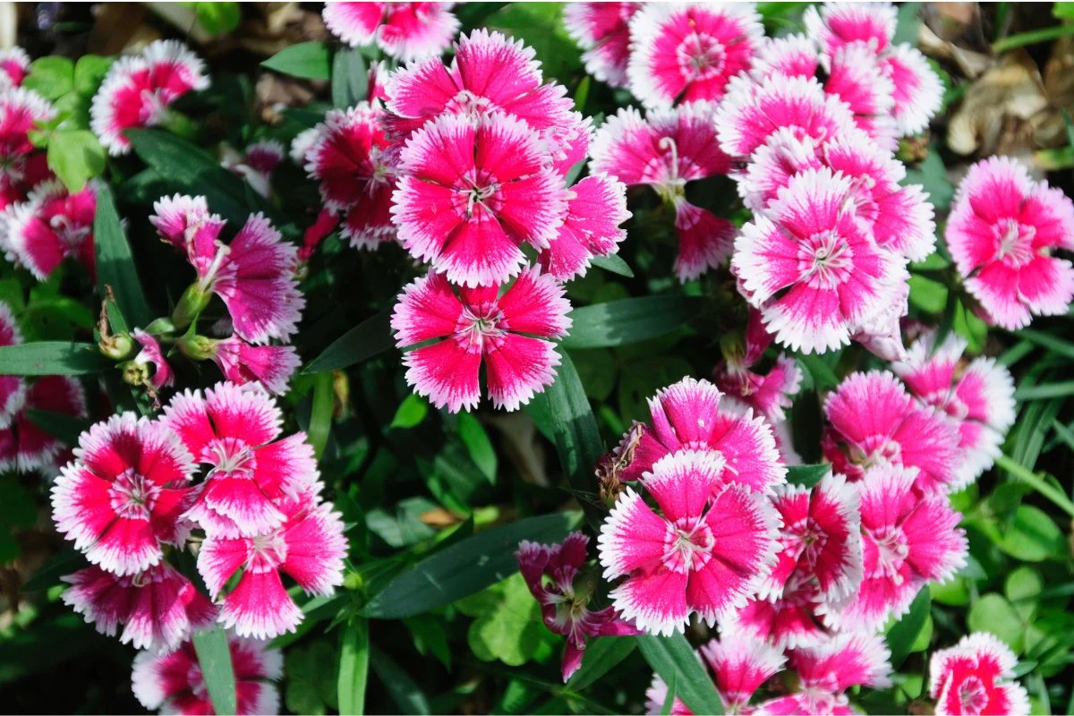 বর্ণিল কার্নেশন-(Colorful Carnation),আনুমানিক ৪০০ বীজ - Image 5