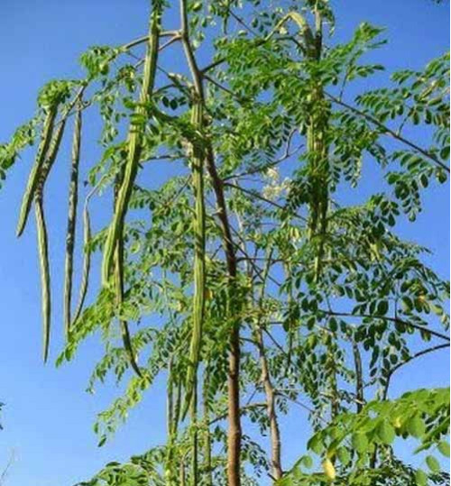 সজিনা-(Moringa),আনুমানিক ২০-২৫ বীজ - Image 5