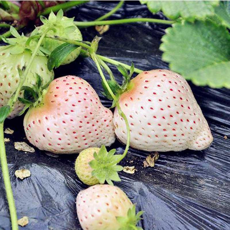 স্ট্রবেরি-(White / Cream Strawberry)-আনুমানিক ২০০ বীজ, গ্যারান্টি নেই - Image 3