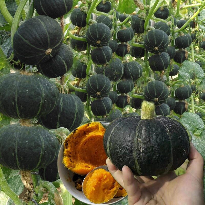 জাপানি বেবি মিষ্টি কুমড়া-(Japanese Baby Sweet Pumpkin)- আনুমানিক ১০ বীজ - Image 2