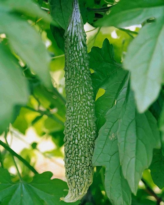 সবুজ করোলা-(Green Bitter Gourd),আনুমানিক ১০ বীজ - Image 4