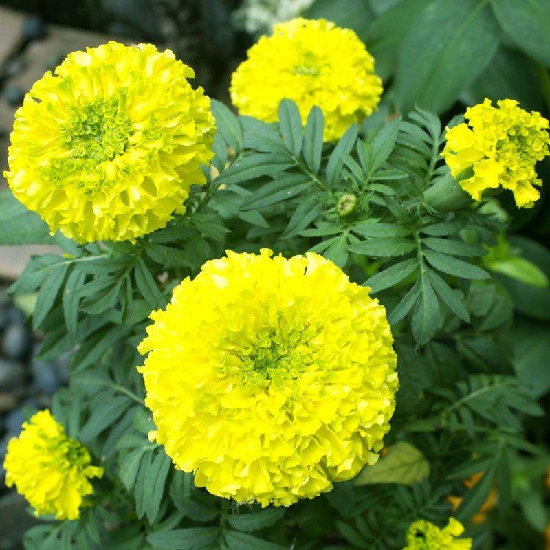 হলুদ গাঁদা-(Yellow Marigold),আনুমানিক ১৩০ বীজ - Image 2