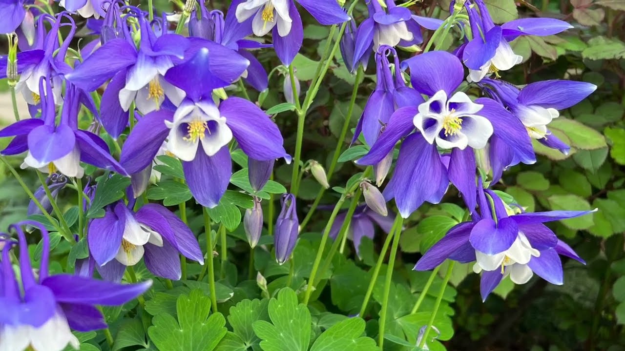 কলম্বাইন-(Columbine), আনুমানিক ৫০০ বীজ - Image 6