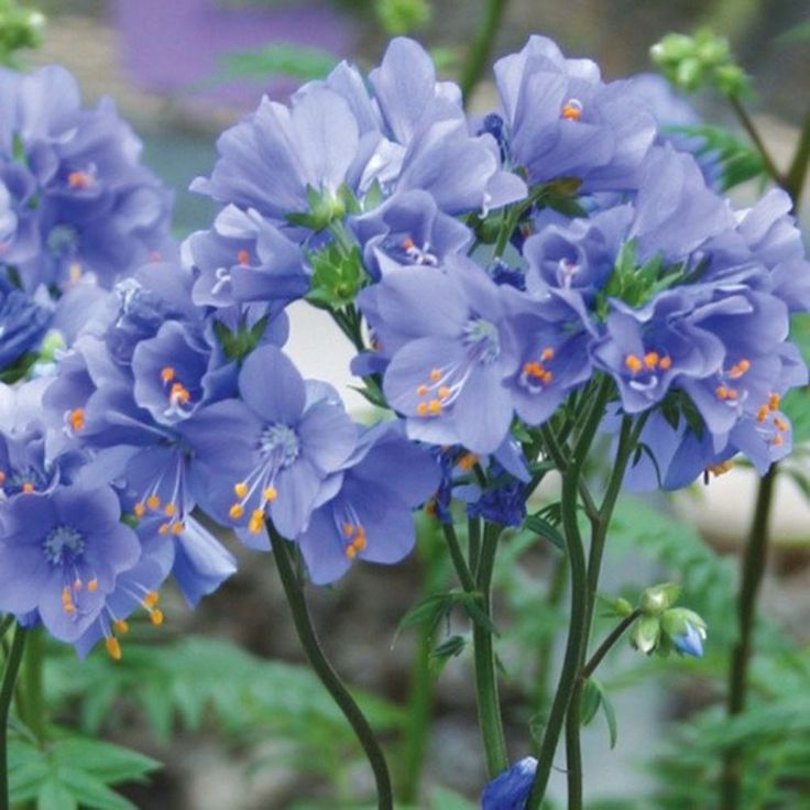 নাইজেলা স্টেভিয়া-(Nigella sativa), আনুমানিক ৫০০ বীজ - Image 3