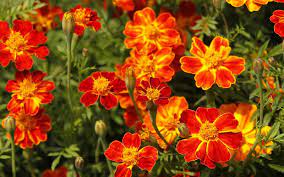 রক্তগাঁদা-(Red Hibiscus),আনুমানিক ৪০০ বীজ - Image 3