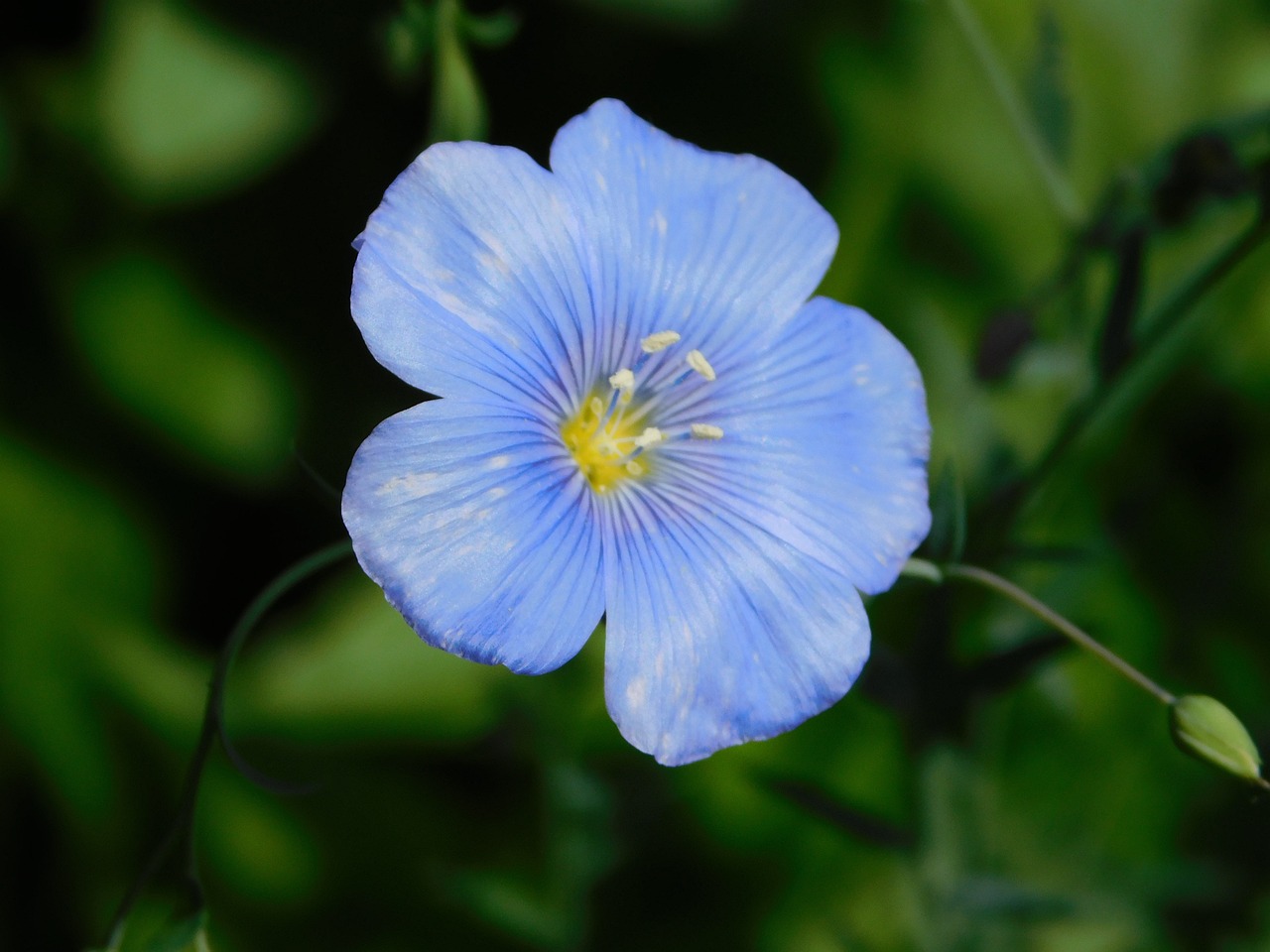 Blue Flax-(ব্লু ফ্ল্যাক্স),আনুমানিক ৫০০ বীজ - Image 4