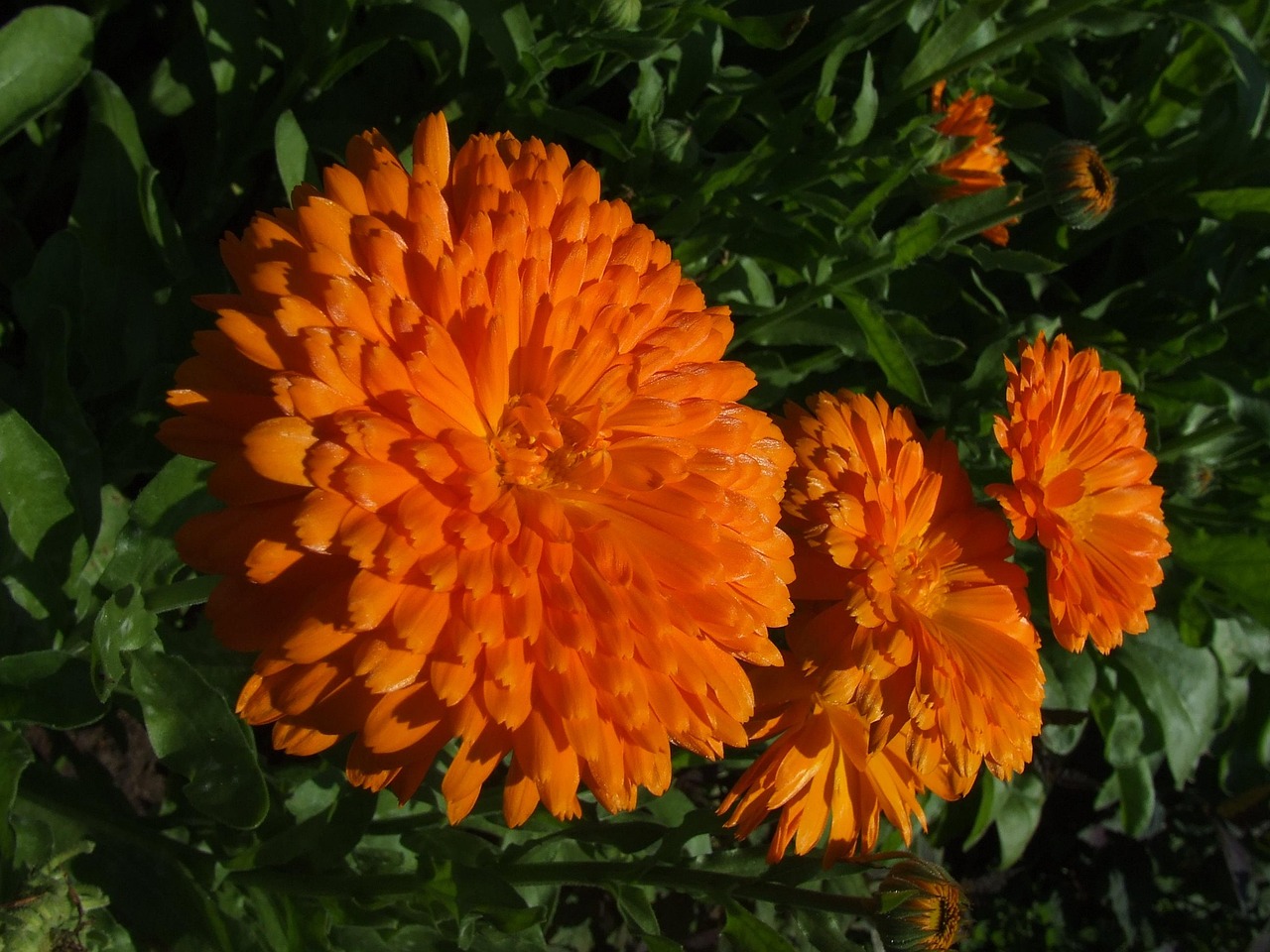 মেরিগোল্ড-(Marigold),আনুমানিক ১৫০ বীজ - Image 5