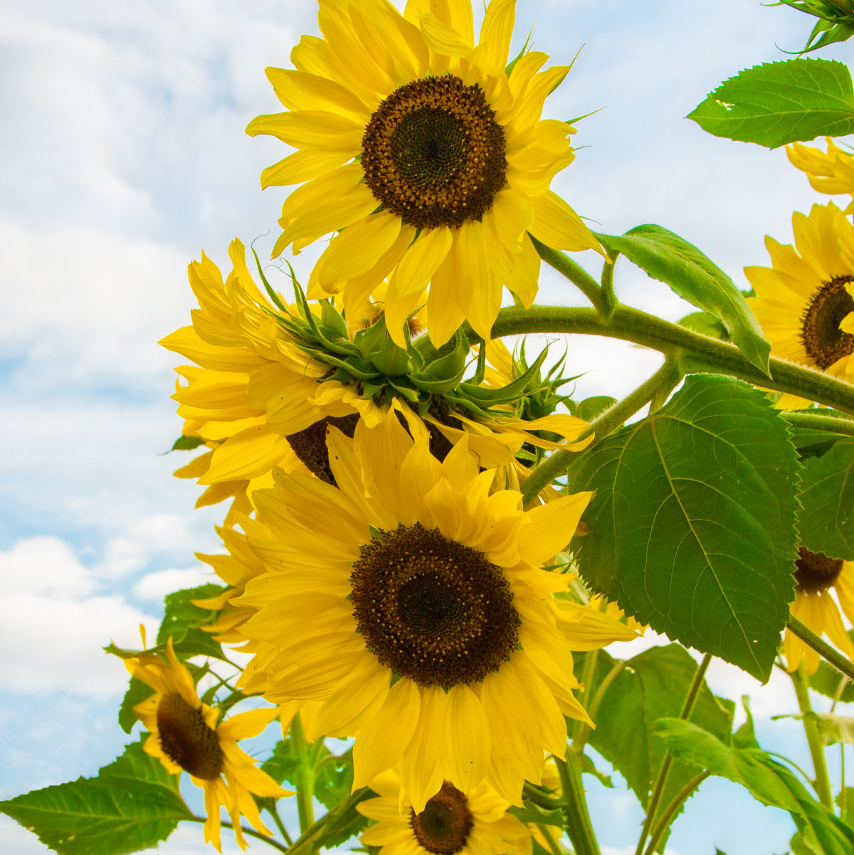 মাল্টি–হেড সূর্যমুখী-(Multi-Head Sunflower),আনুমানিক ৫০ বীজ - Image 2